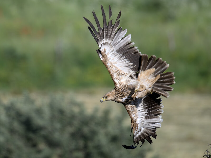 Eastern Imperial Eagle фото превью