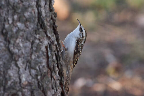 Certhia familiaris