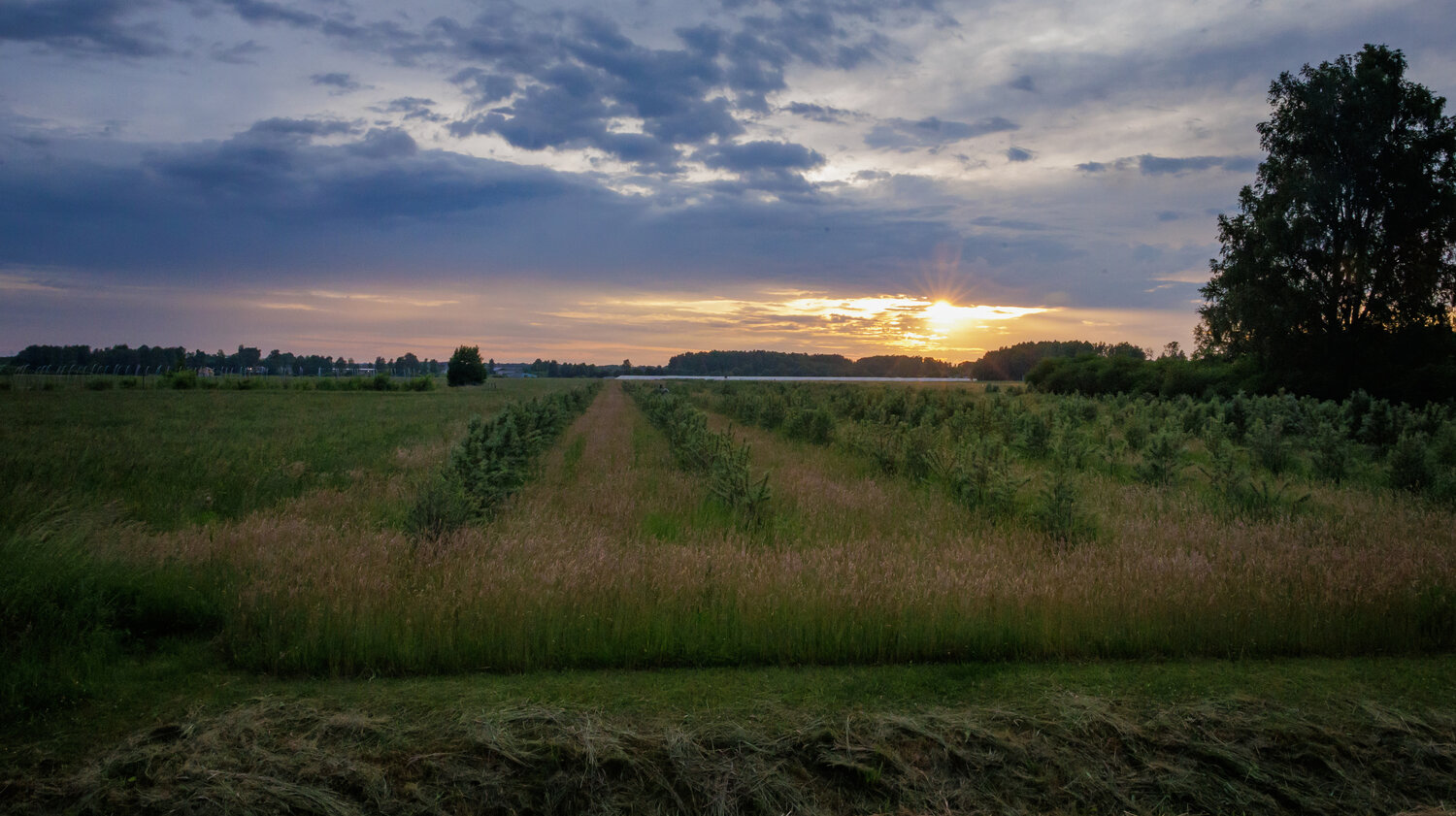 saule, lauks, Cielava Dace