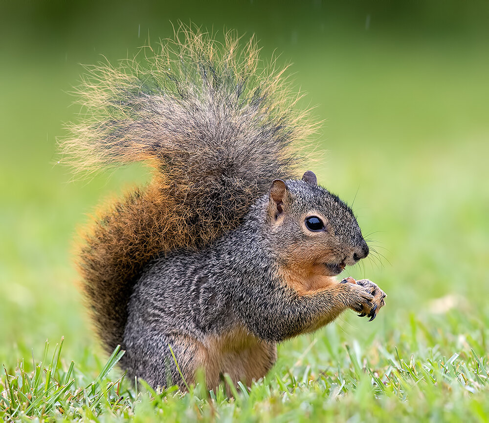 fox squirrel, лисья белка, squirrel, белка, animals, дикие животные, животные, wild, Etkind Elizabeth