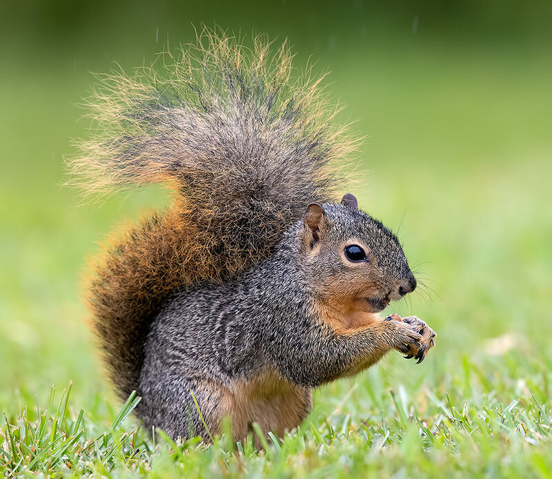 fox squirrel, лисья белка, squirrel, белка, animals, дикие животные, животные, wild Fox Squirrel - Лисья Белка фото превью