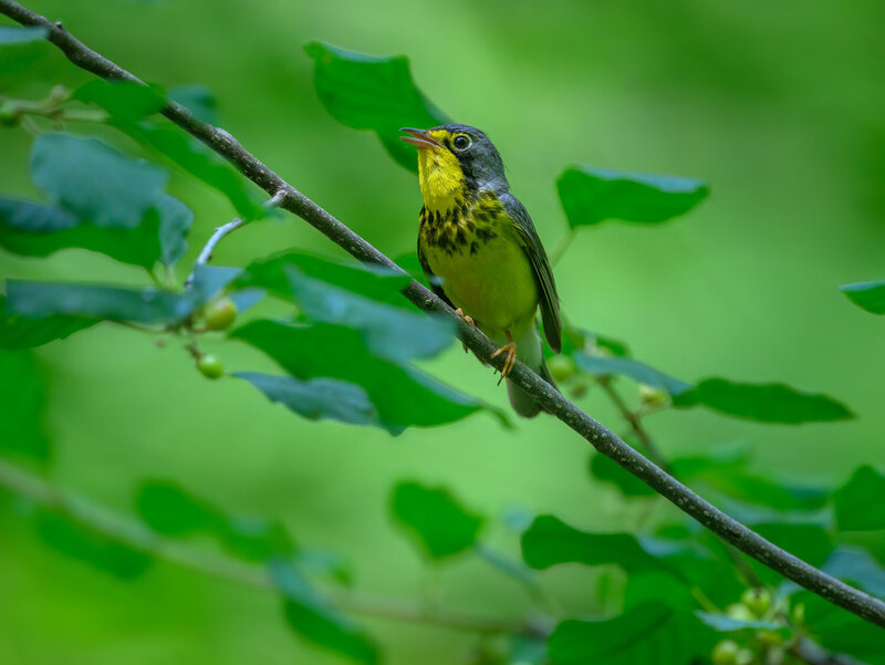Canada Warbler фото превью