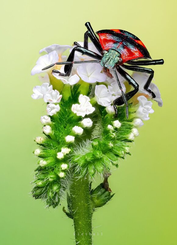 A stinkbug фото превью