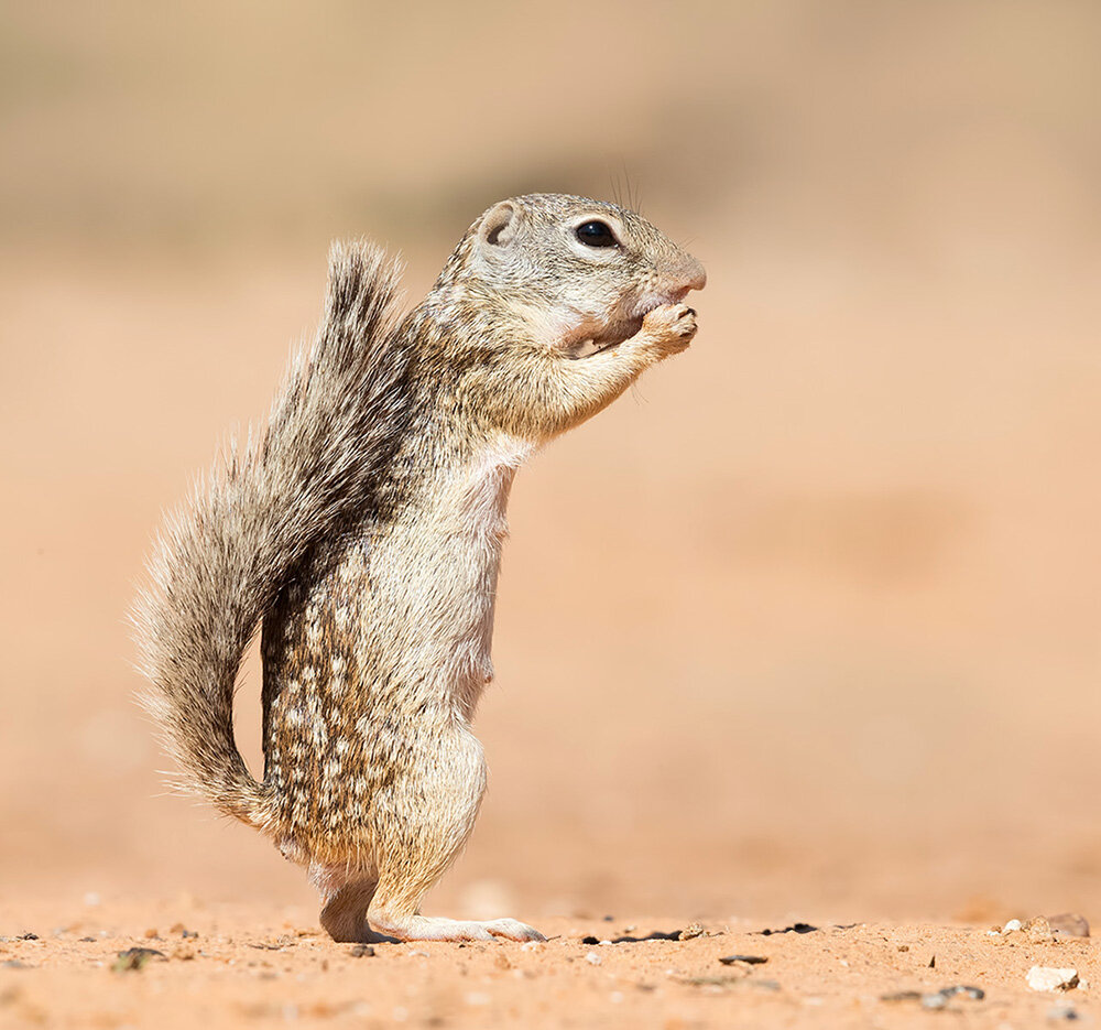 земляная белка, mexican ground squirrel, ground squirrel, squirrel, белка, animals, wild, животные, техас, дикие животные, Etkind Elizabeth