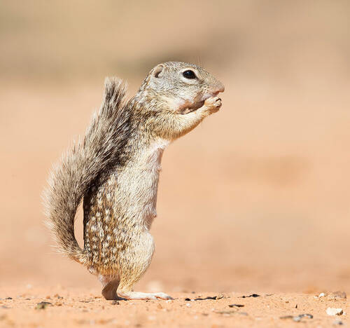 Земляная Белка -  Mexican ground squirrel