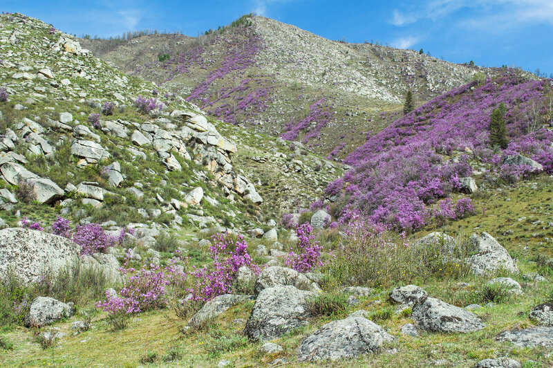 алтай, маральник, горы, весна, май  фото превью