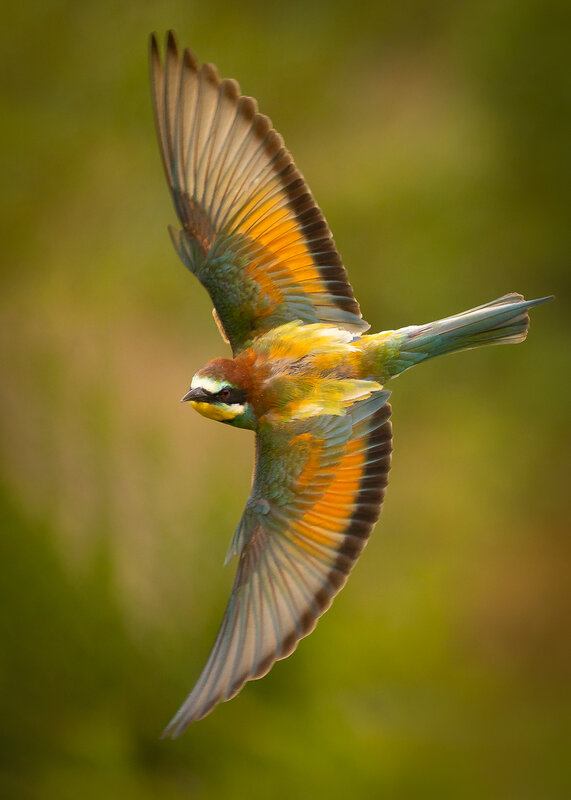 Bee-eater фото превью