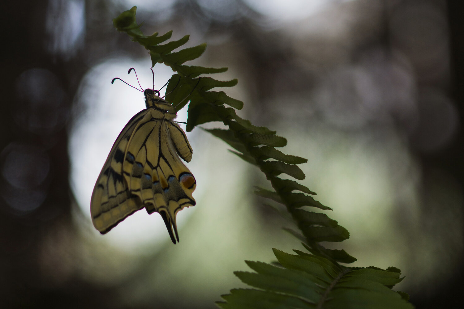 insect, lepidoptera, nature, bokeh, summertime, animal, Andr&eacute;s Emilio