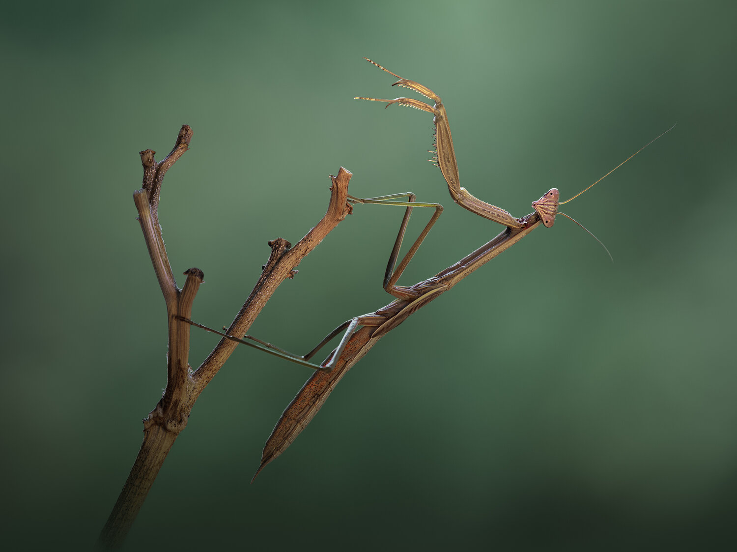The conductor. Автор: Atul Saluja insect, mantis, macro, mood, Atul Saluja