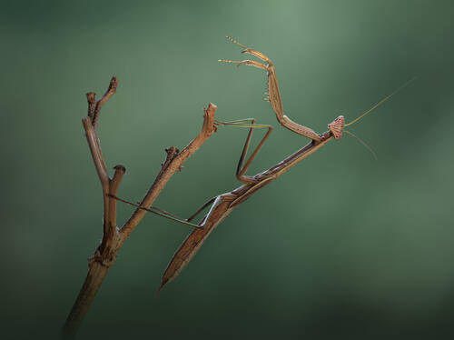 The conductor