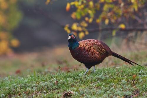 Phasianus colchicus