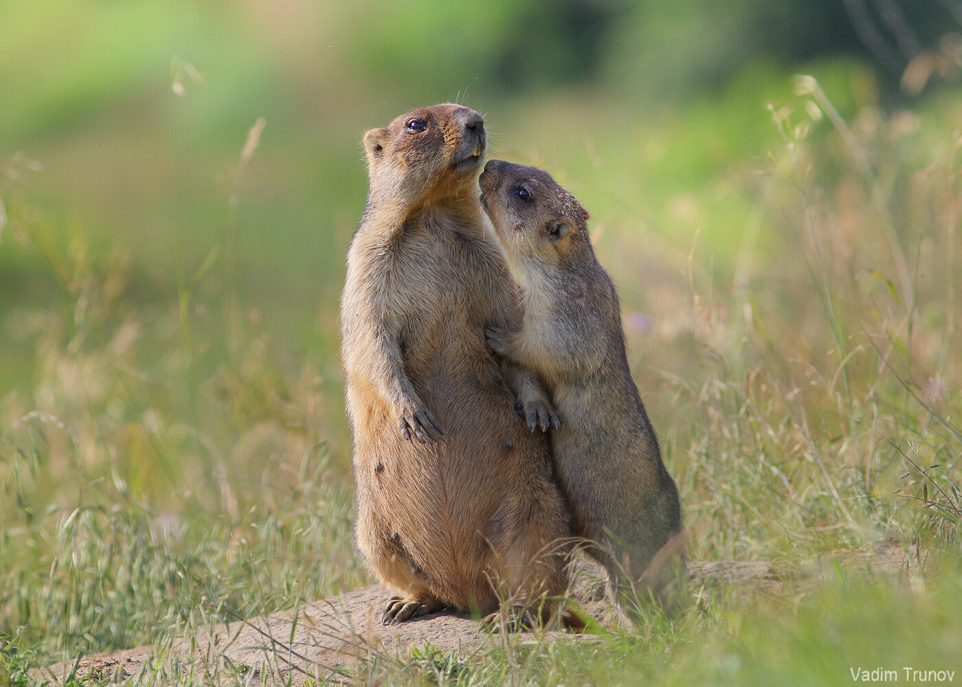 сурок, байбак, marmot, Вадим Трунов