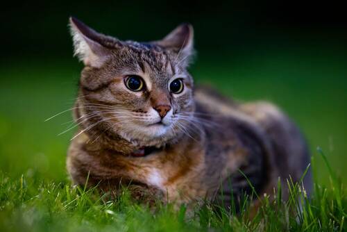 Кото тстрит