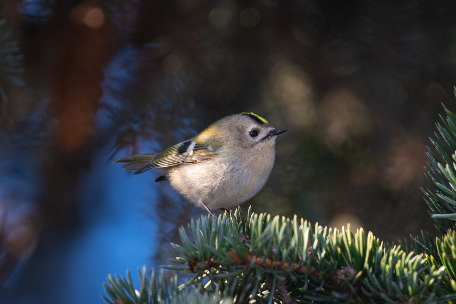 королёк, желтоголовый королёк, птицы, bird, Денис Гаврицков