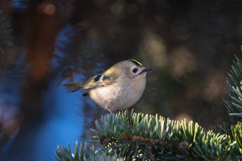 королёк, желтоголовый королёк, птицы, bird Желтоголовый королёк фото превью