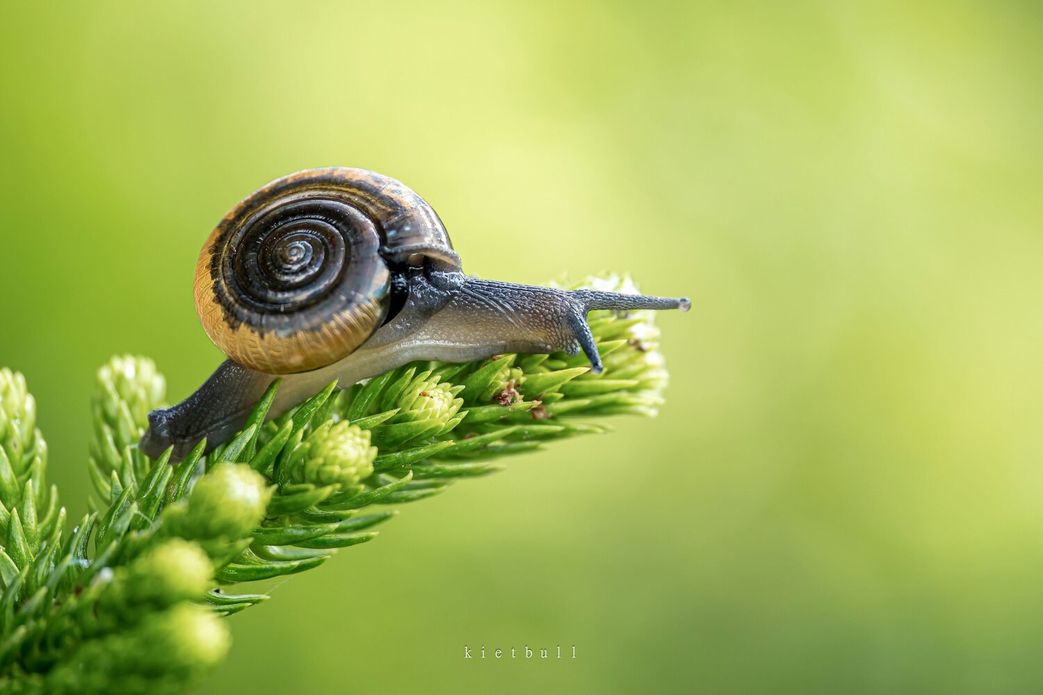 A snail. Автор: kietbull , kietbull