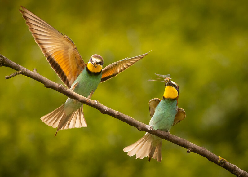 Bee-eater фото превью