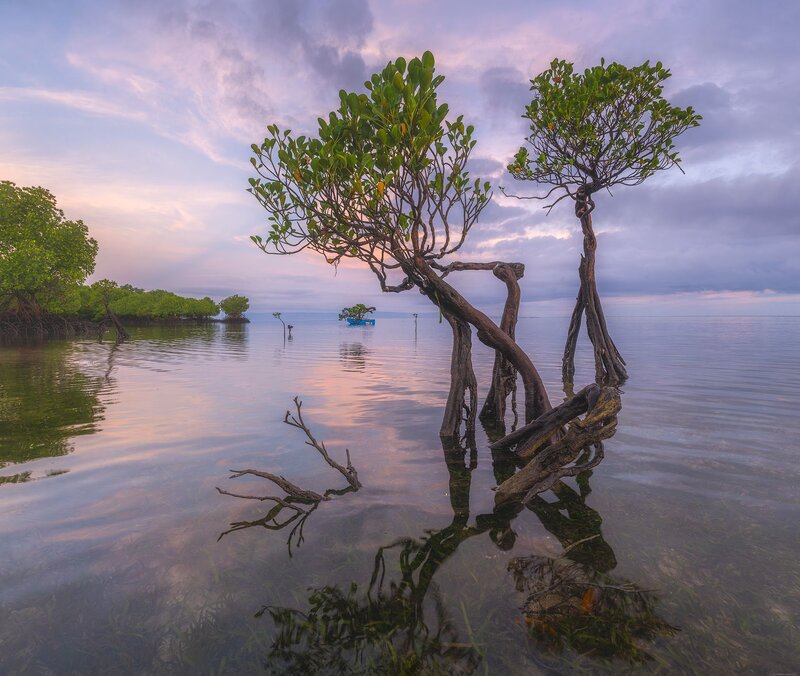 Sumba dancing trees фото превью
