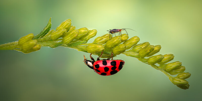 ladybug, ladybird, macro, bug Yin and Yang фото превью