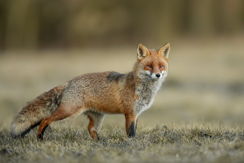 Red Fox in Natural Habitat фото превью