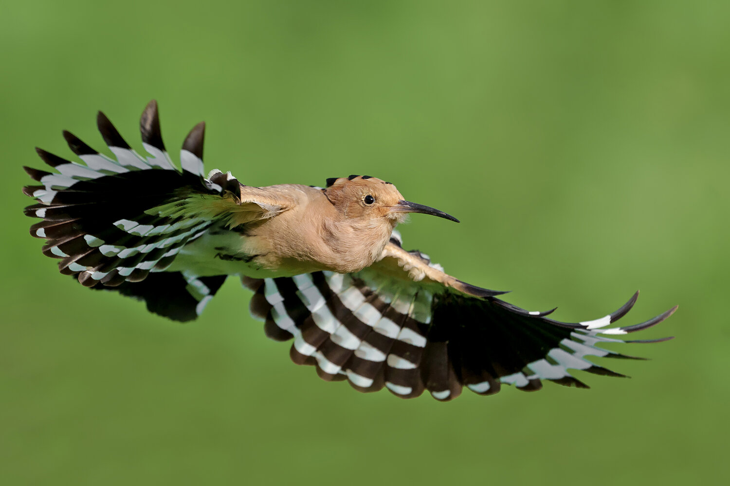 eurasian hoopoe, upupa epops, hoopoe, bird, wild bird, bird in flight, flying bird, wildlife, wildlife photography, bird photography, nature, nature photography, avian, ornithology, wings spread, flight, action, dynamic, feather pattern, black and white w, Damian Kwasek