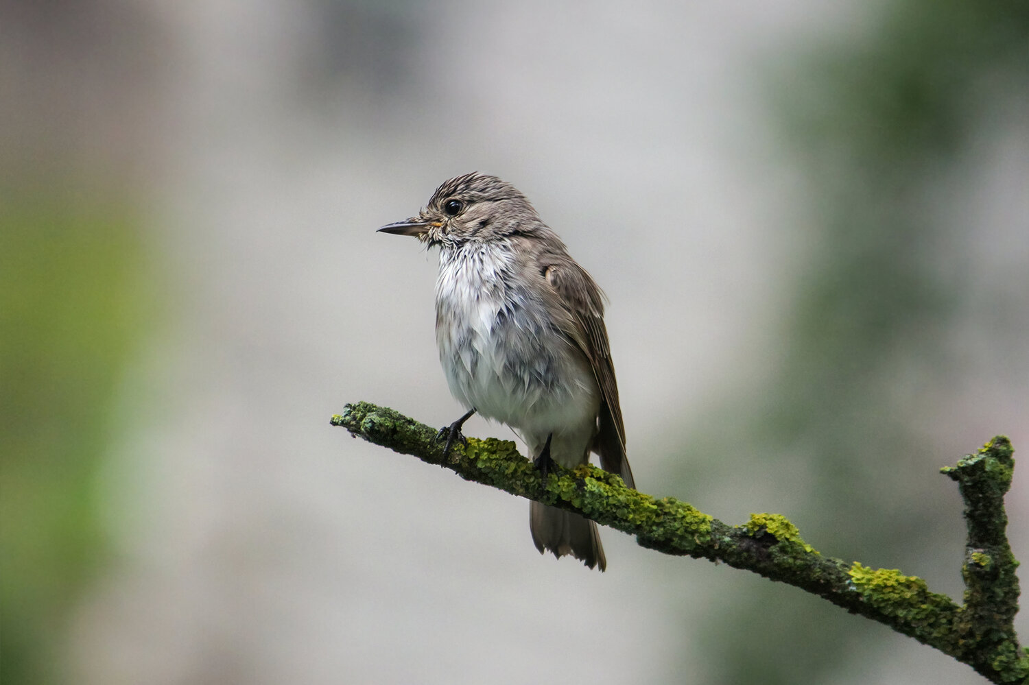 мухоловка, серая мухоловка, muscicapa striata, КарОл