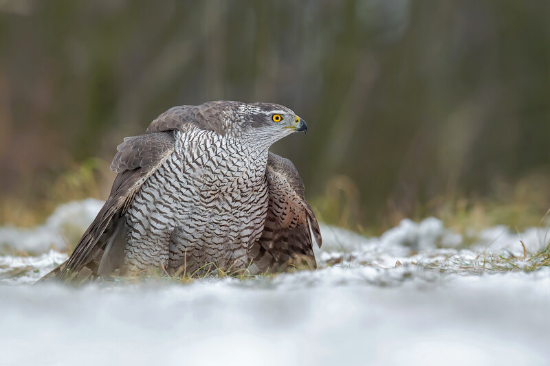 northern goshawk, accipiter gentilis, goshawk, hawk, raptor, bird of prey, predator, wild bird, wildlife, wildlife photography, bird photography, nature, nature photography, avian, ornithology, forest raptor, adult goshawk, winter, snow, snowy meadow, yel Northern Goshawk Resting on Snow фото превью