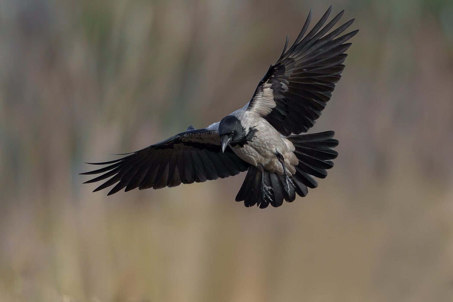 hooded crow, corvus cornix, crow, corvid, bird, wild bird, wildlife, wildlife photography, bird photography, nature, nature photography, flying bird, bird in flight, wings spread, landing, flight, feathers, avian, ornithology, intelligent bird, european b, Damian Kwasek
