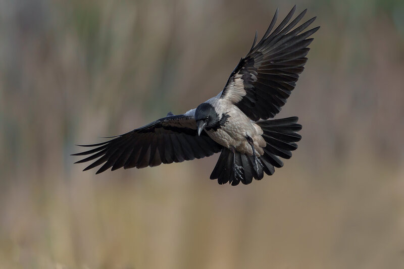 hooded crow, corvus cornix, crow, corvid, bird, wild bird, wildlife, wildlife photography, bird photography, nature, nature photography, flying bird, bird in flight, wings spread, landing, flight, feathers, avian, ornithology, intelligent bird, european b Hooded Crow in Flight фото превью