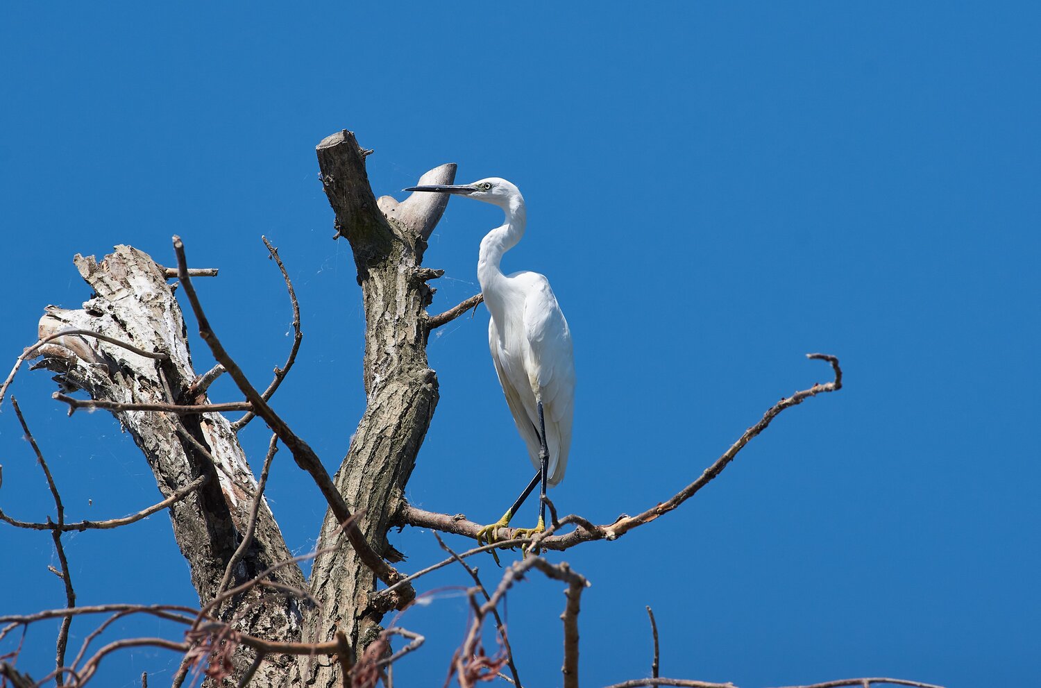Egretta garzetta, Малая Белая Цапля, Павел Сторчилов