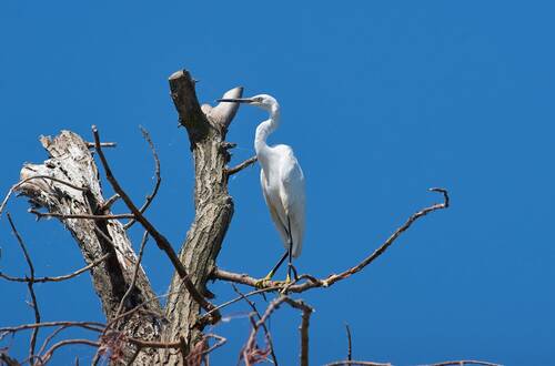 Egretta garzetta
