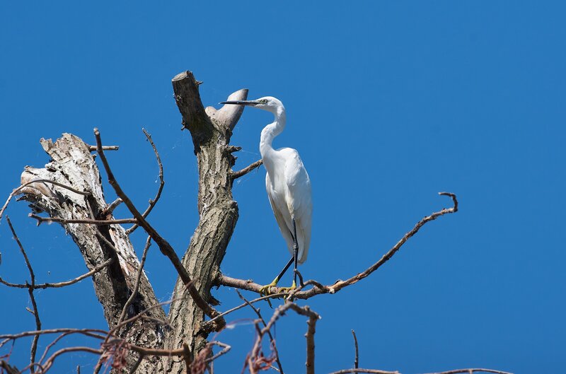 Egretta garzetta, Малая Белая Цапля Egretta garzetta фото превью