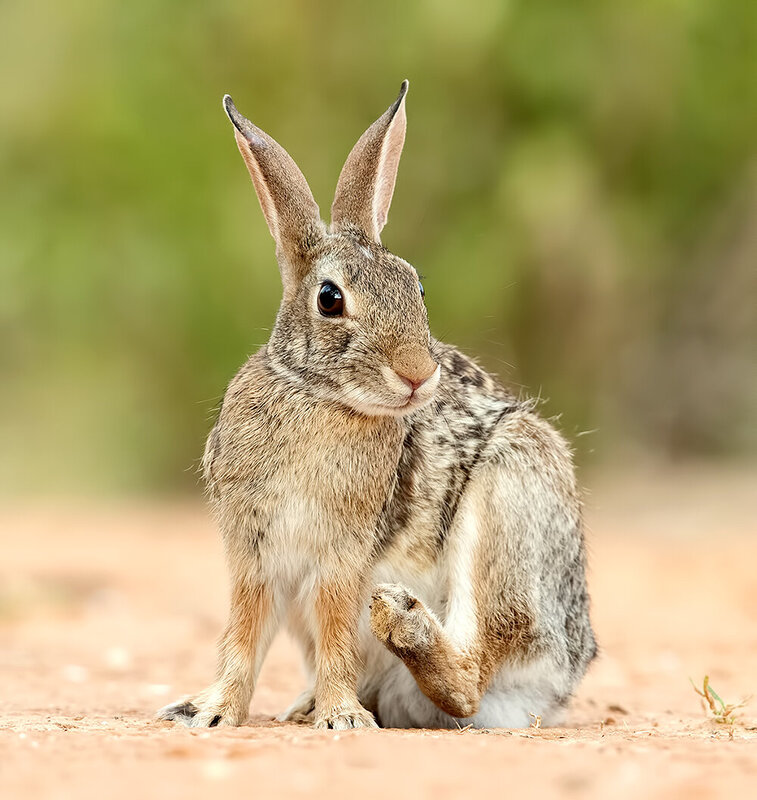 eastern cottontail rabbit, l rabbit, флоридский кролик, кролик, animal, wild, cottontail rabbits Eastern cottontail rabbit - Флоридский кролик фото превью