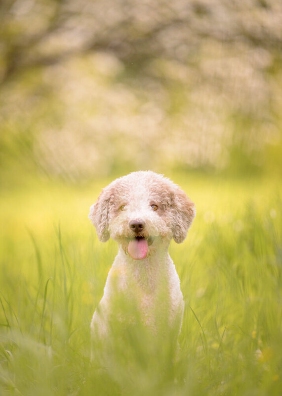 Zuzu фото превью