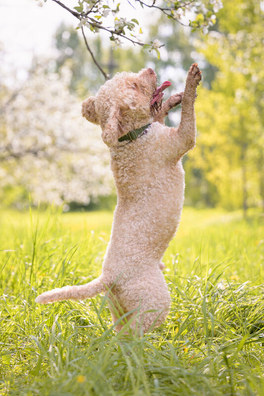 Benji фото превью
