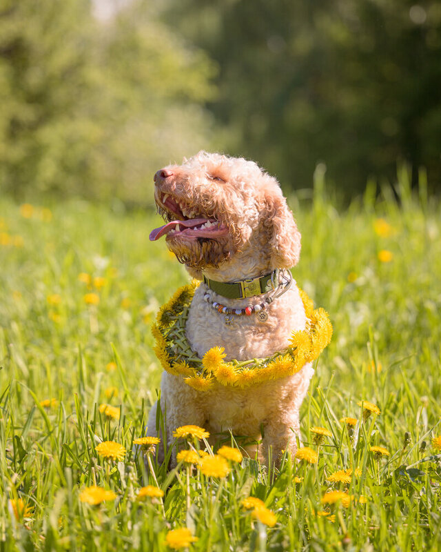 Benji фото превью