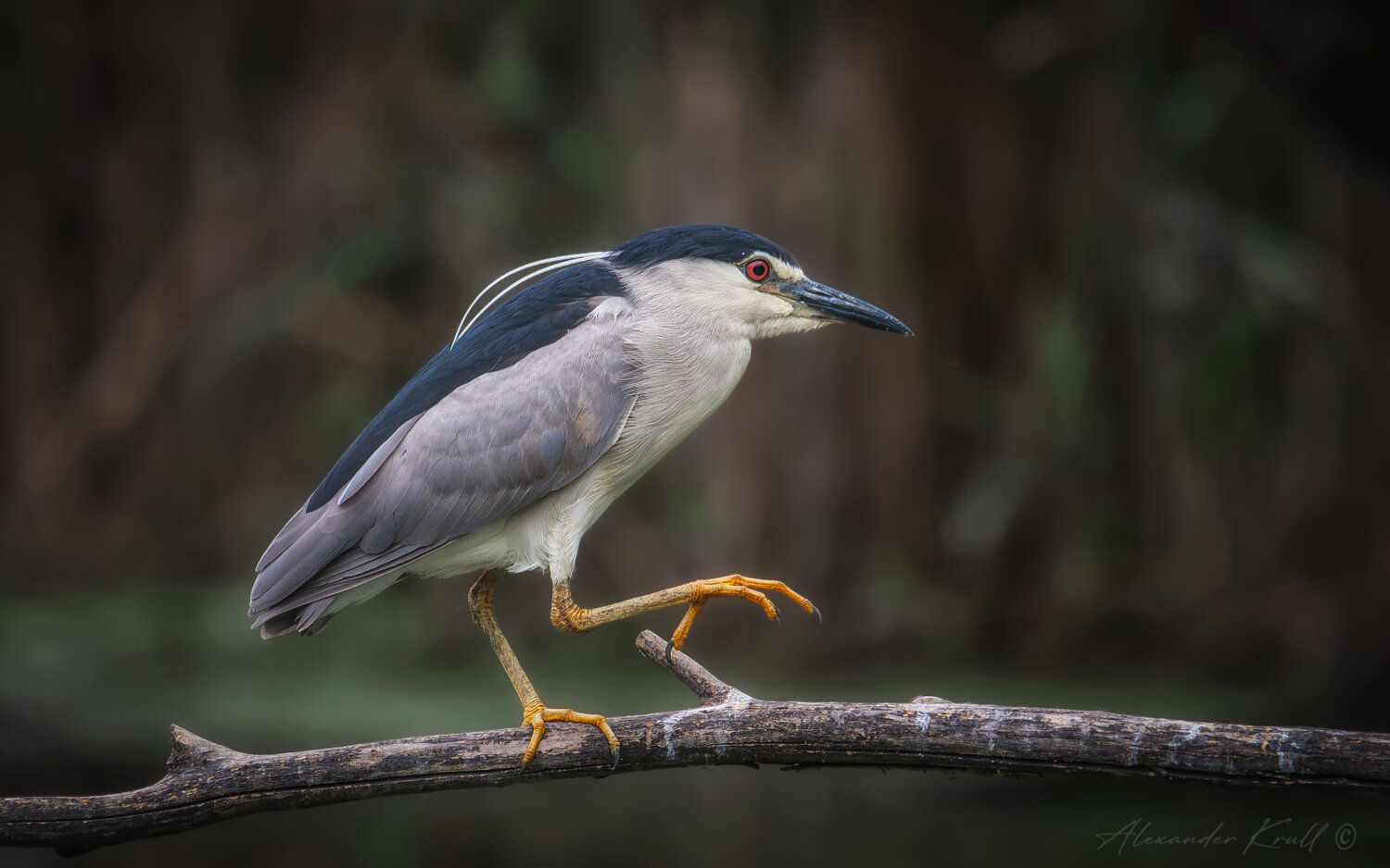 Ать-два, правой.... Автор: Александр Круль цапля, кваква, nycticorax nycticorax, Александр Круль