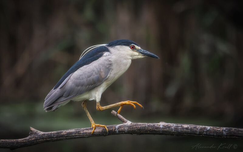 цапля, кваква, nycticorax nycticorax Ать-два, правой... фото превью