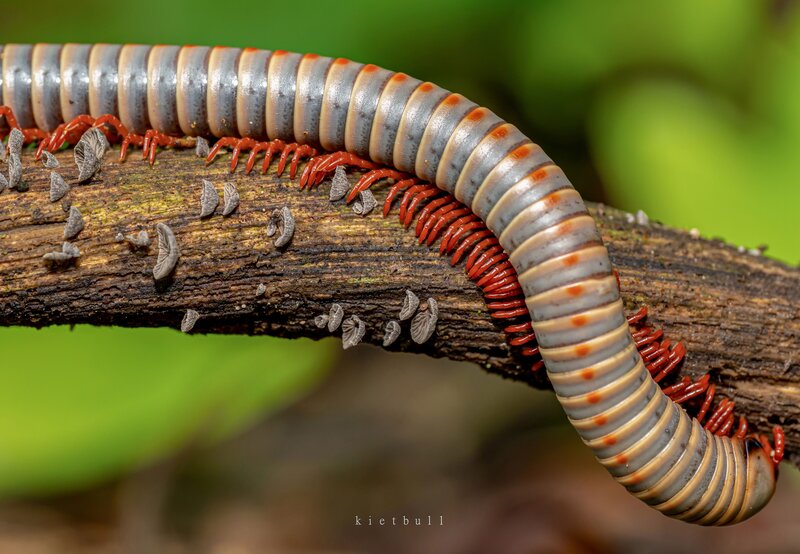 A millipede фото превью