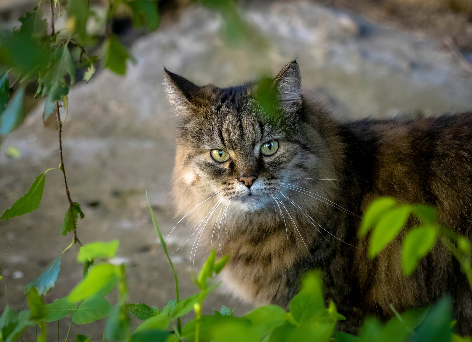 кот, взгляд, Сергей