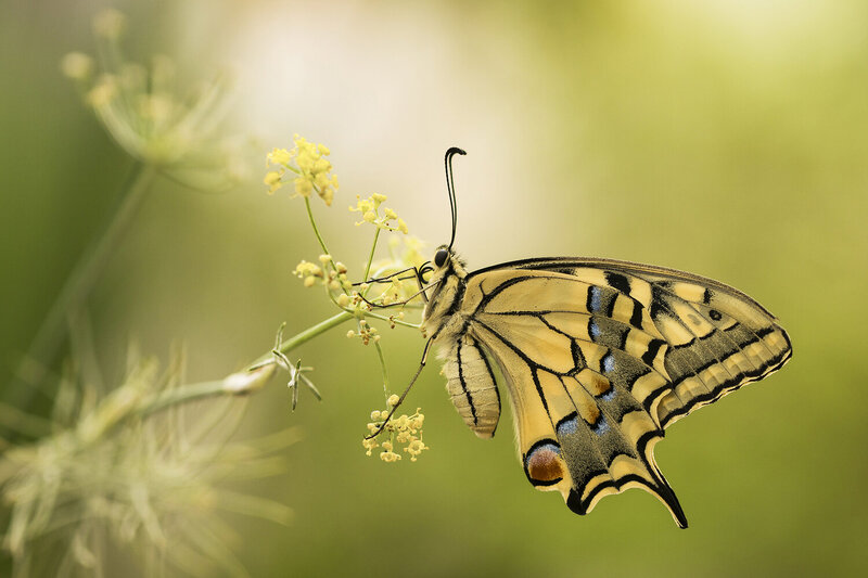 insect, lepidoptera, nature, summer, bokeh, animal, pollinator Papilio machaon фото превью