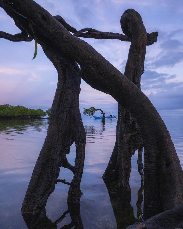 Sumba dancing trees фото превью
