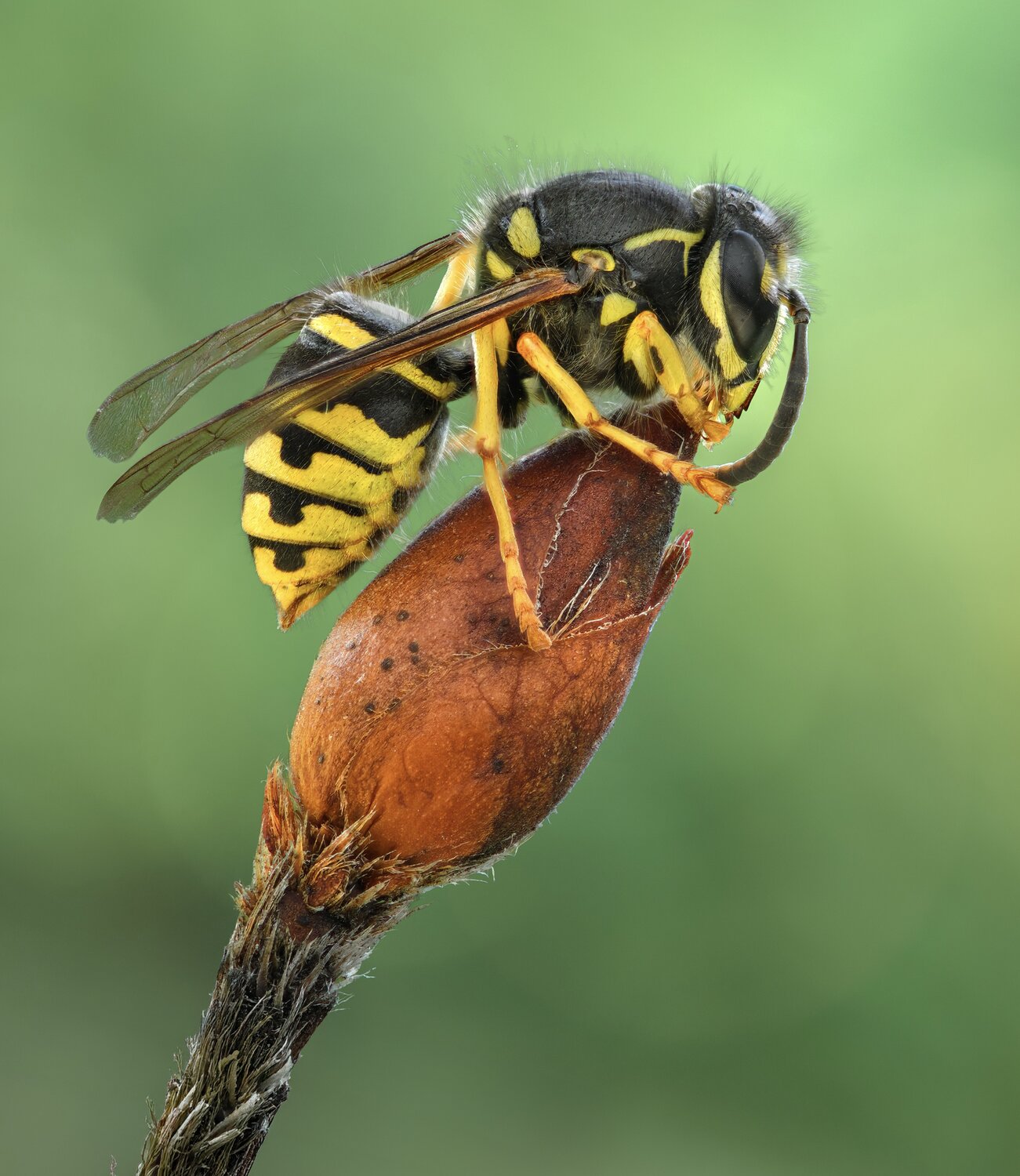 wasp, yellow jacket, macro, Atul Saluja