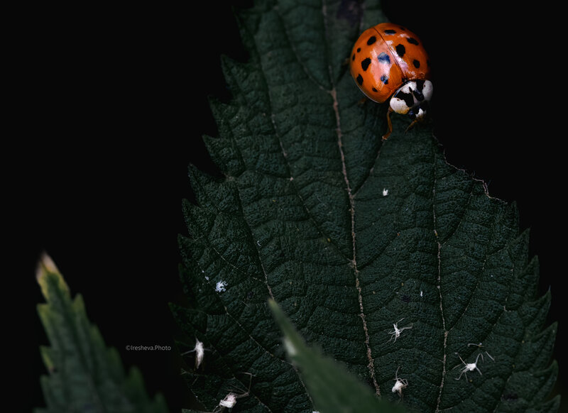 macro, божья коровка, harmonia axyridis Азиатская Божья коровка (имаго) / Harmonia axyridis фото превью