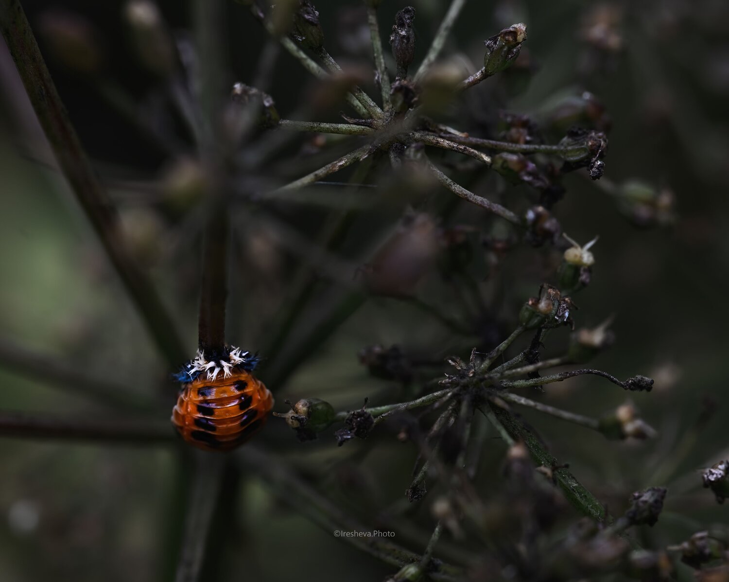Macro, Куколка, Божья коровка, Harmonia axyridis, Ирешева Мария
