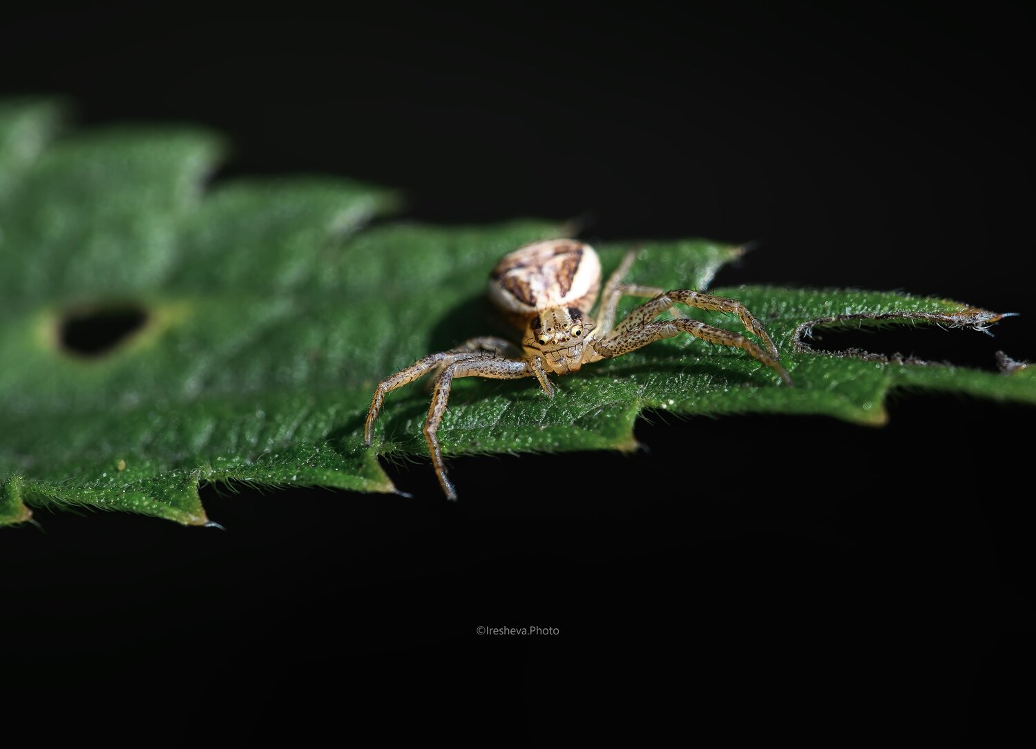 Macro, Ирешева Мария