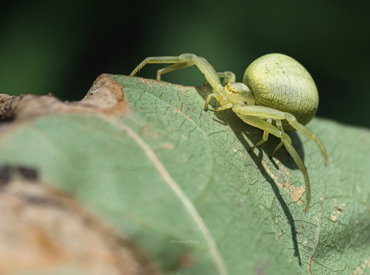 Macro, Ирешева Мария