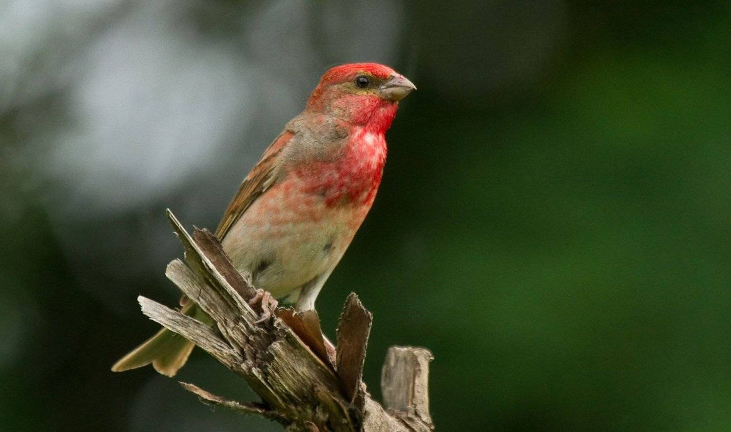 Birds, Carpodacus, DrAstronomus, Wildlife, Птицы, Фотоохота, Чечевица, Сергей Сидоров