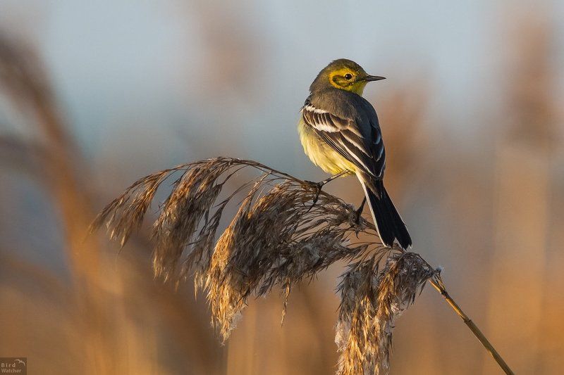birds, Motacilla citreola Motacilla citreola. Female фото превью