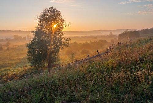 Ёжик в тумане